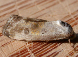 Olive-shaded Bird-dropping Moth